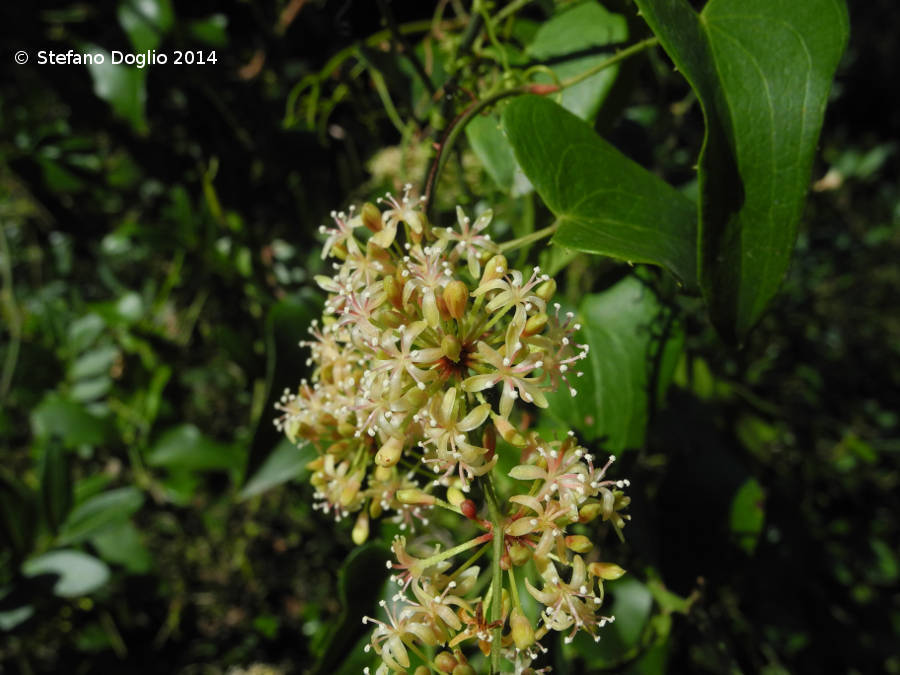 Smilax aspera L. resmi