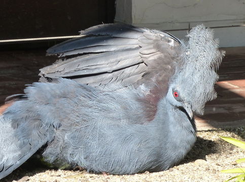 Image of Blue Crowned-pigeon