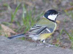 Image of Great Tit