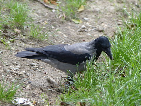 Image of Hooded Crow