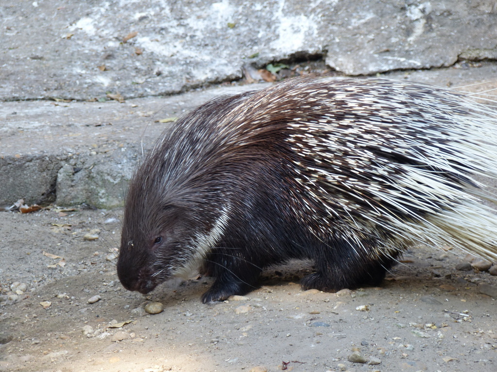 Image of North African crested porcupine