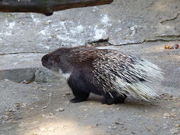 Image of North African crested porcupine