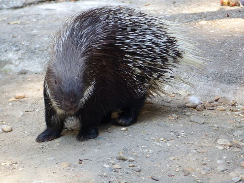 Image of North African crested porcupine