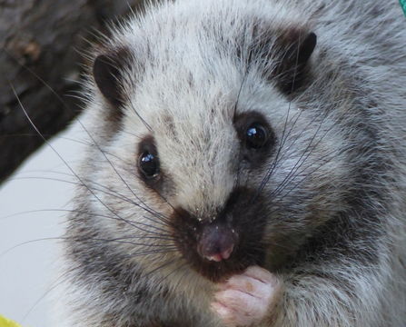 Image of Northern Luzon Giant Cloud Rat