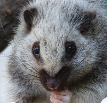 Image of Northern Luzon Giant Cloud Rat