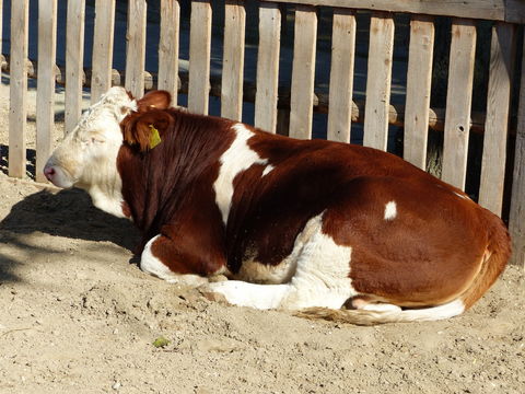 Image of Cow