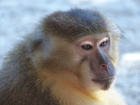 Image of Golden-bellied Mangabey