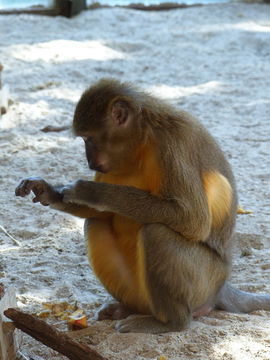 Image of Golden-bellied Mangabey