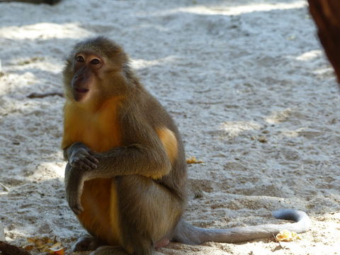 Image of Golden-bellied Mangabey