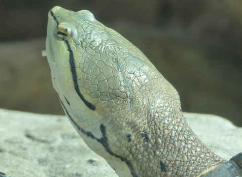 Image of Hilaire’s Side-necked Turtle