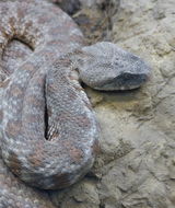 صورة Macrovipera lebetina (Linnaeus 1758)