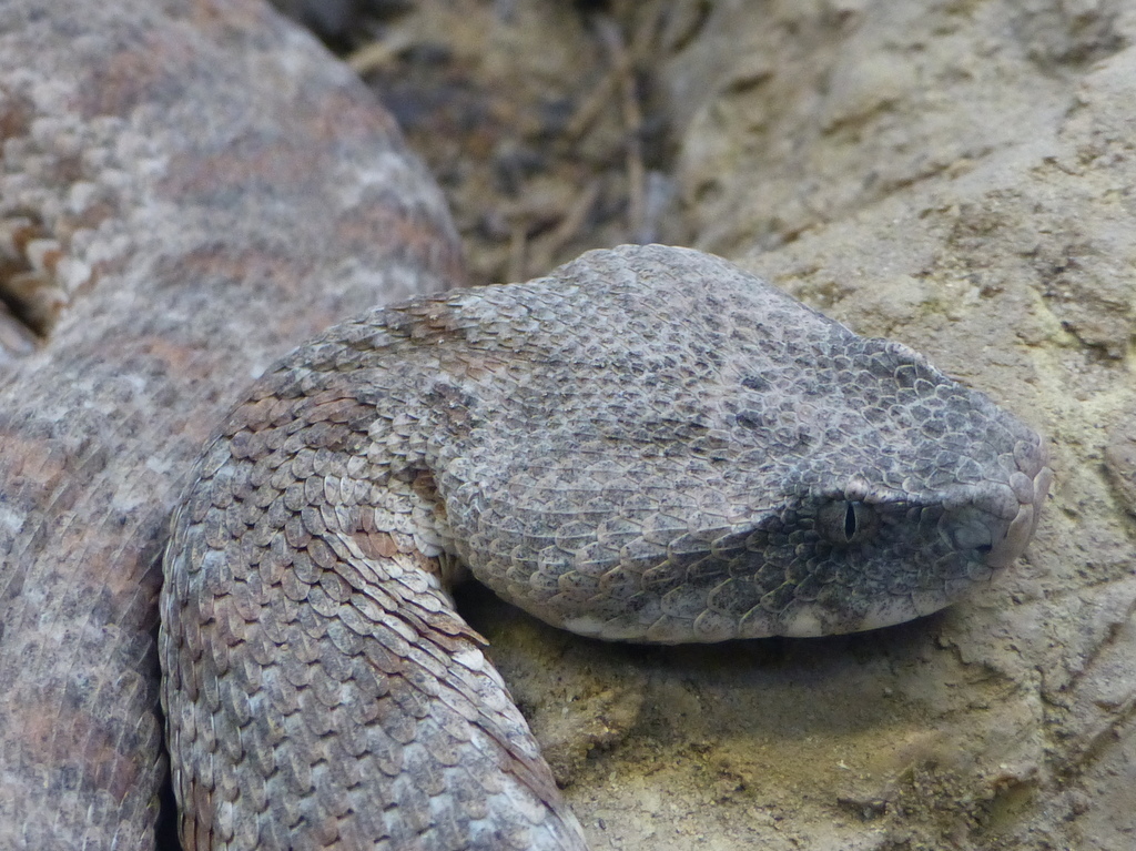 Image of Levant Viper