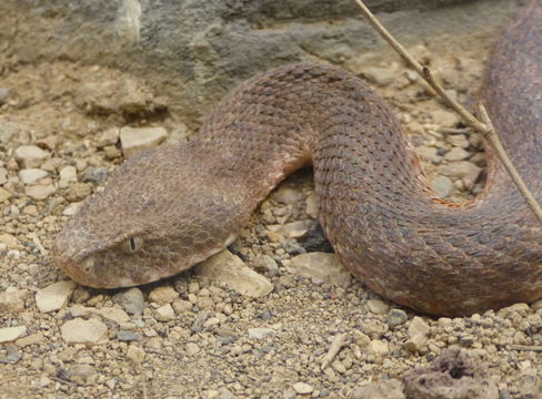 Image of Cyclades Blunt-nosed Viper