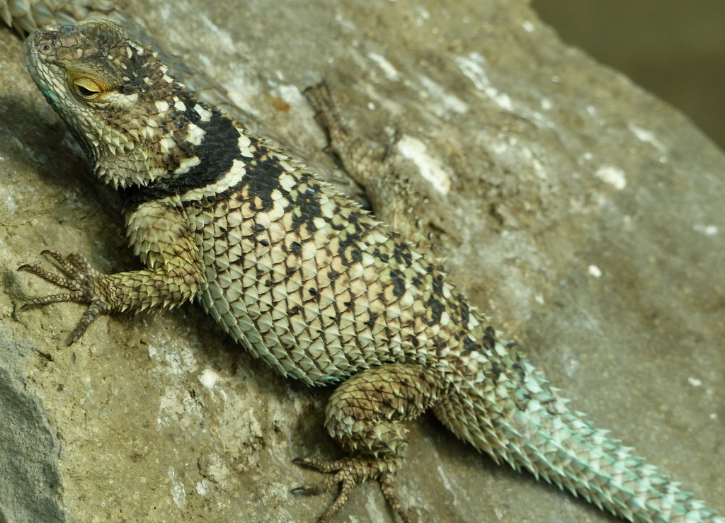 Image of Blue Spiny Lizard