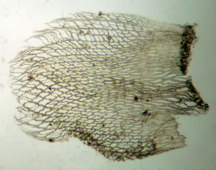 صورة Sphagnum fimbriatum Wilson ex J. D. Hooker 1847