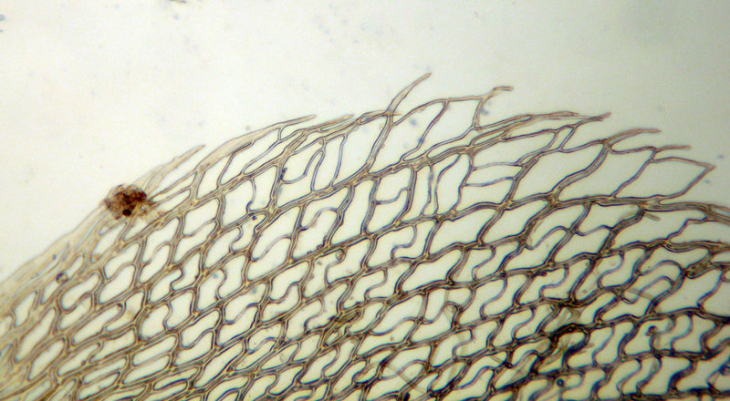 صورة Sphagnum fimbriatum Wilson ex J. D. Hooker 1847