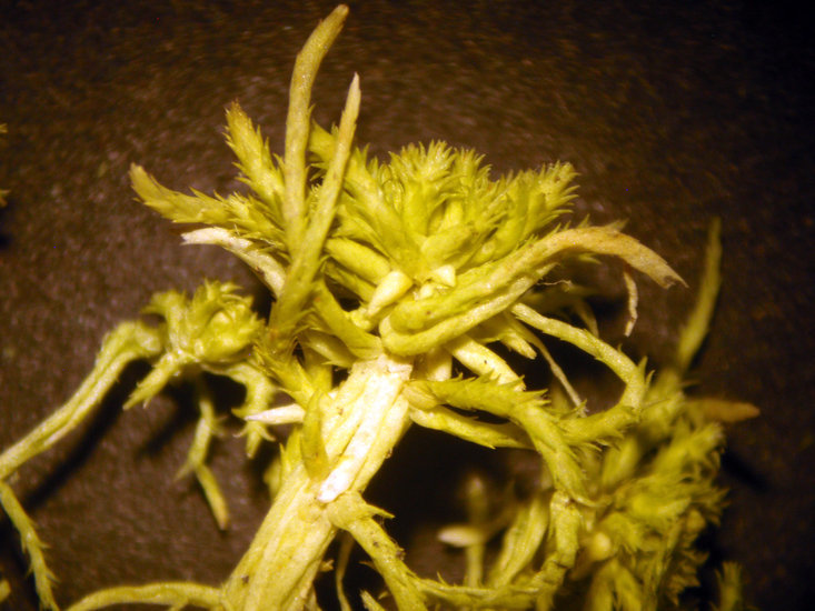 Image of sphagnum