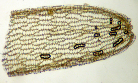 Image of Pacific sphagnum