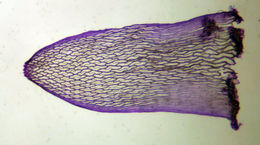 Слика од Sphagnum capillifolium Hedwig 1782