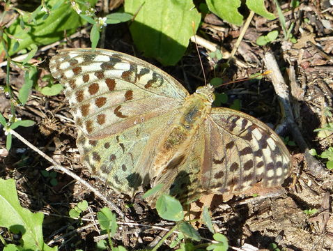 Imagem de Argynnis paphia Linnaeus 1758