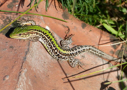 Image of Balkan Wall Lizard