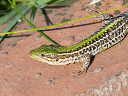 Image of Balkan Wall Lizard