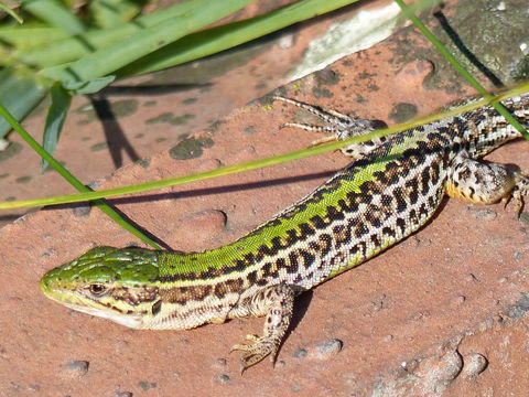 Image of Balkan Wall Lizard