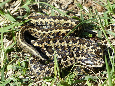 Image of Vipera ursinii rakosiensis Méhely 1893