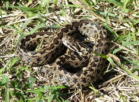 Image of Hungarian meadow viper