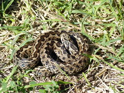 Image of Hungarian meadow viper