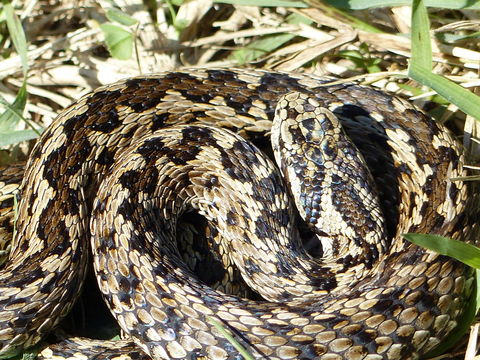 Image of Hungarian meadow viper