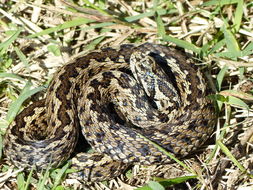 Image of Hungarian meadow viper