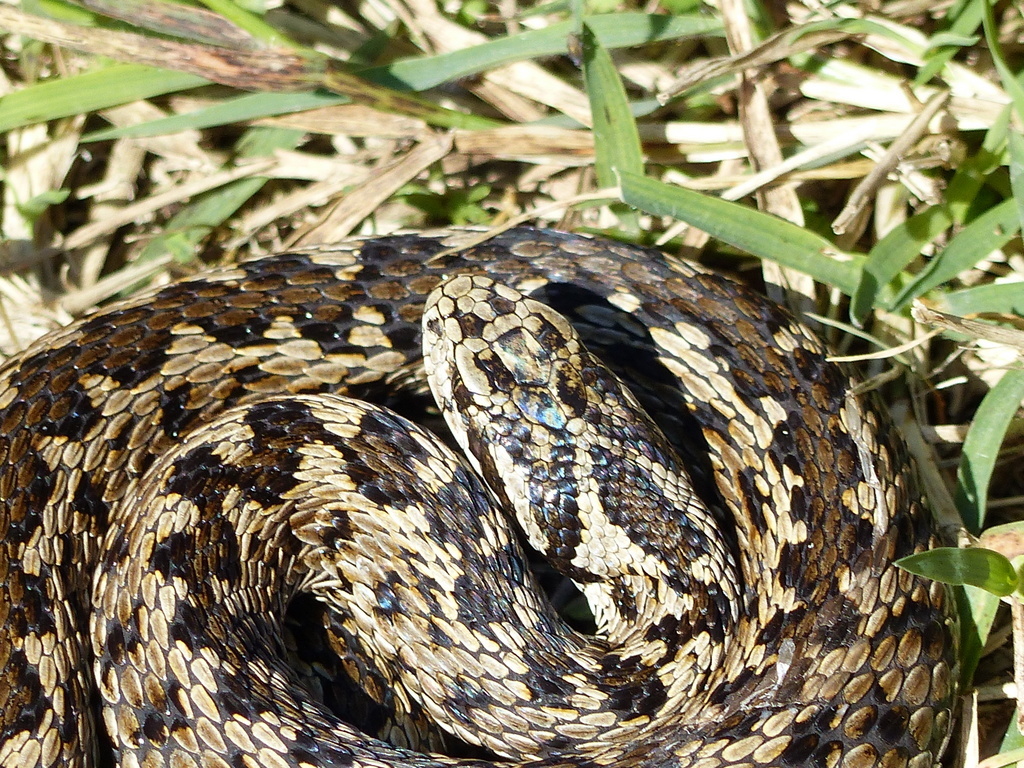 Image of Hungarian meadow viper