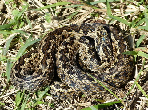 Image of Hungarian meadow viper