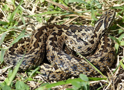 Plancia ëd Vipera ursinii rakosiensis Méhely 1893