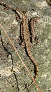 Image of Common wall lizard