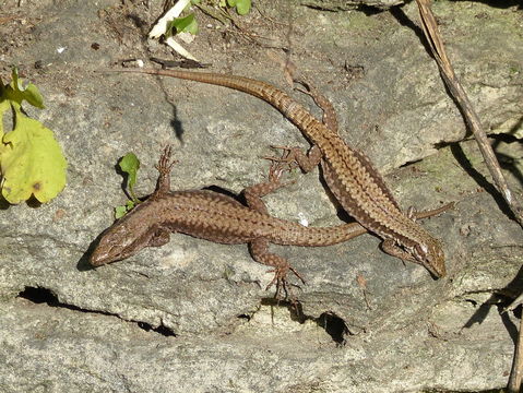 Image of Common wall lizard