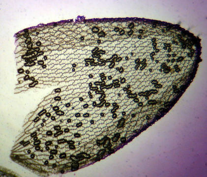 Слика од Sphagnum palustre L. 1753