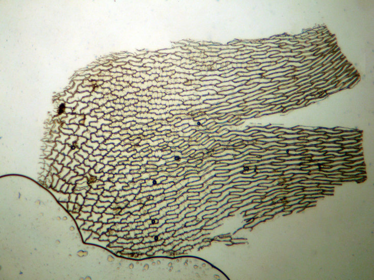 Слика од Sphagnum palustre L. 1753