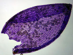 Image of papillose sphagnum