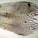 Image of Brown-stemmed Bog Moss