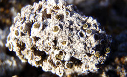 Image of Texosporium sancti-jacobi (Tuck.) Nádv.