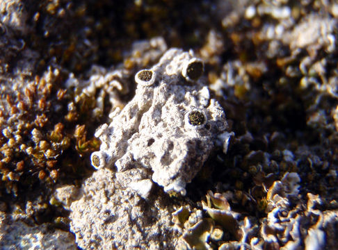 Texosporium sancti-jacobi (Tuck.) Nádv. resmi