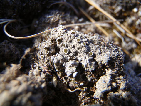 Texosporium sancti-jacobi (Tuck.) Nádv. resmi