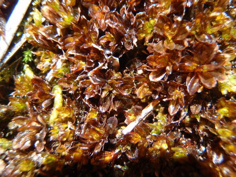 Image of wideleaf crumia moss