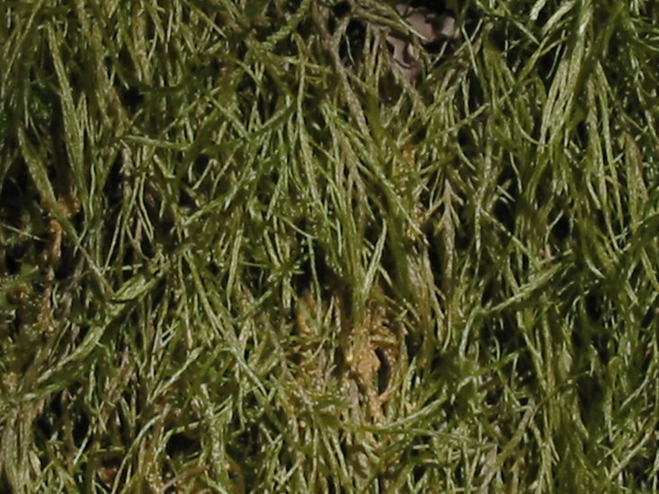 Image of tripterocladium moss