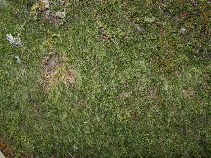 Image of tripterocladium moss