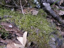 Image of tripterocladium moss