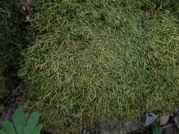 Image of tripterocladium moss