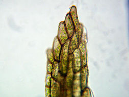 Image of Bolander's bruchia moss